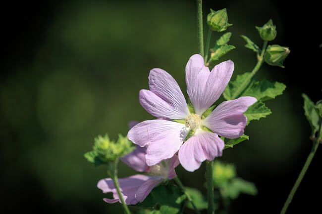 light pink bush mallow flower with foliage behind - drought tolerant flowers