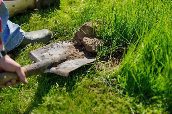 man's hand with shovel digging up sod