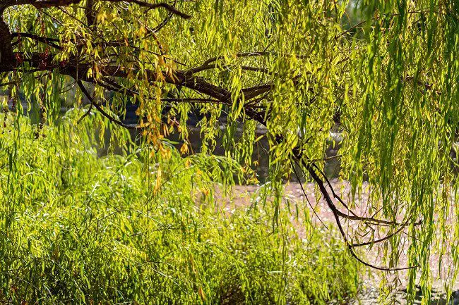 green weeping willow tree in front of a lake 