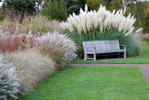 wood bench surrounded by a varitey of fluffy ornamental grasses - great drought tolerant plants