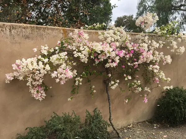 what is san diego known for - flowering vines on stucco wall