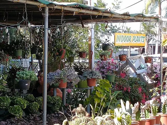 section of indoor hanging plants at Bambys nursery in Carlsbad