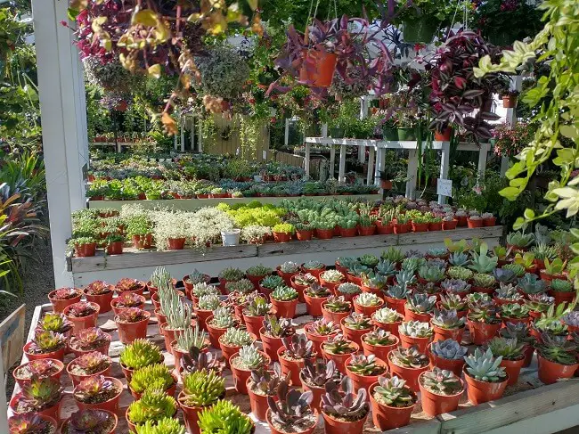 rows of succulents at Carlsbad San Diego nursery